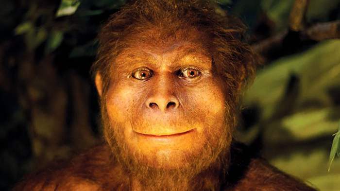 Perdebatan antara pithecantropus dan homo erectus