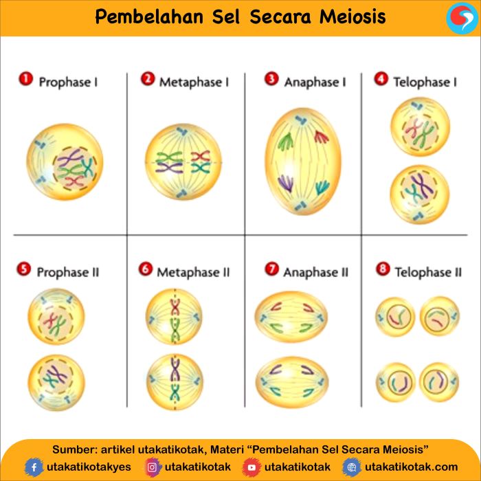 Tujuan dan jenis pembelahan sel