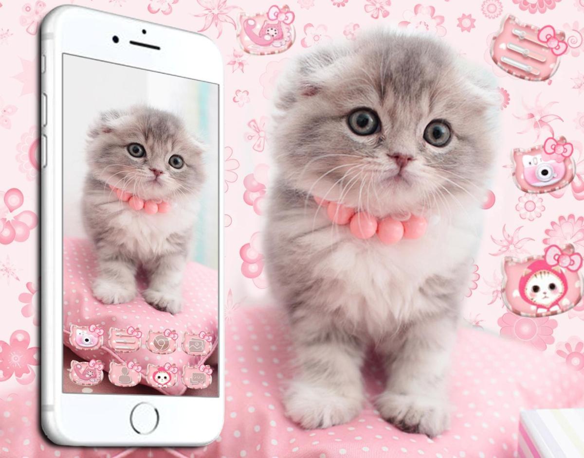 Wallpaper kucing lucu pink
