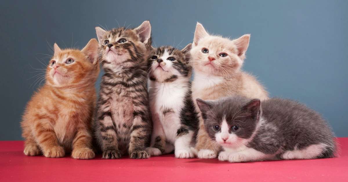 Wallpaper kucing lucu pink