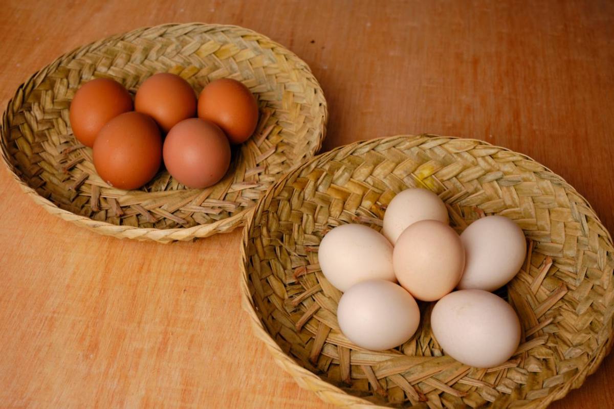 Modal awal usaha jual telur ayam