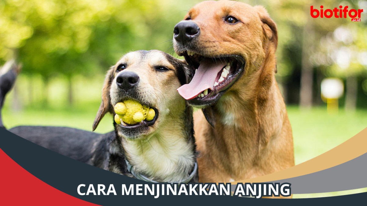 Anjing galak menjinakkan