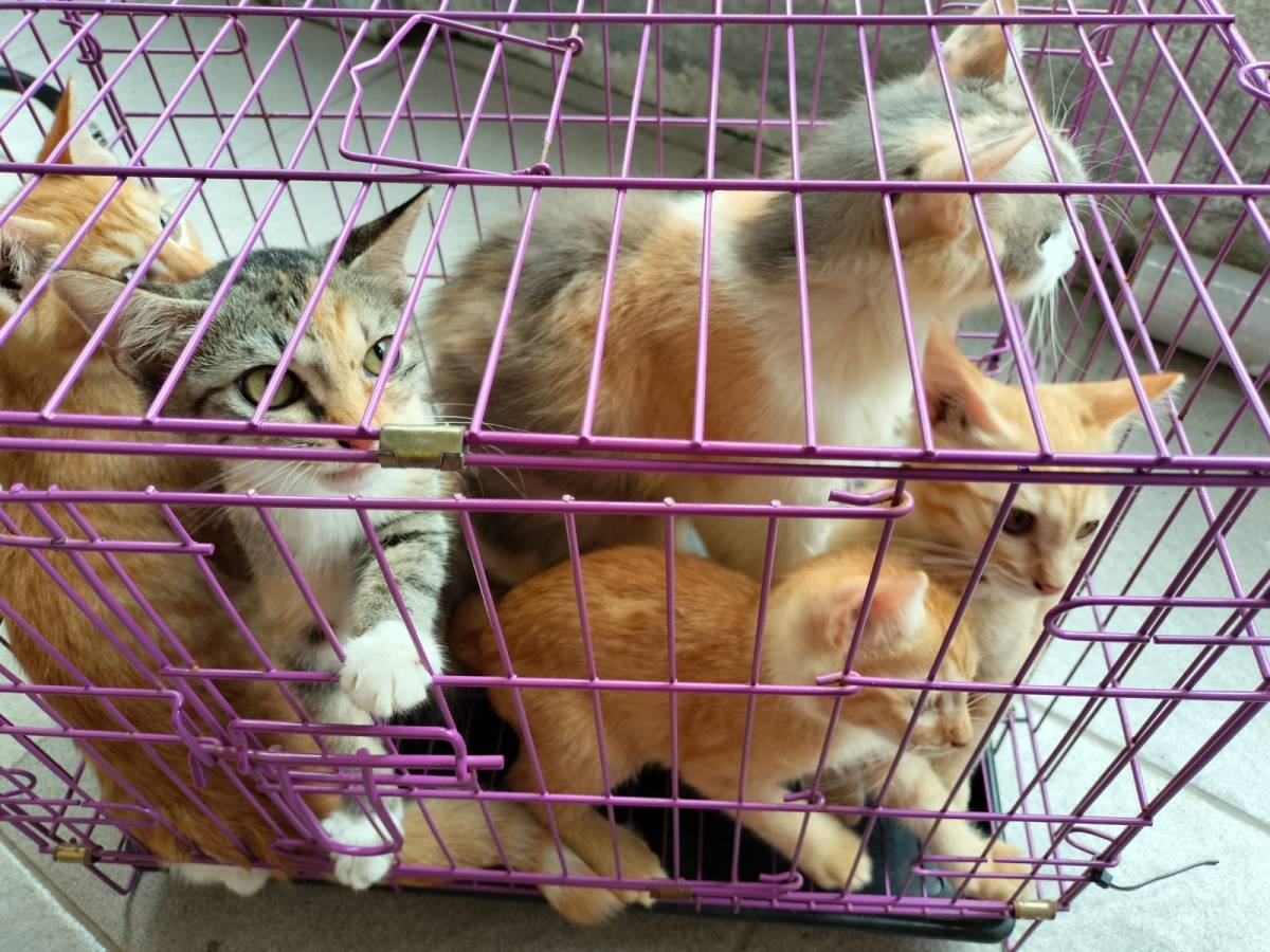 Cara merawat anak anjing tanpa induk
