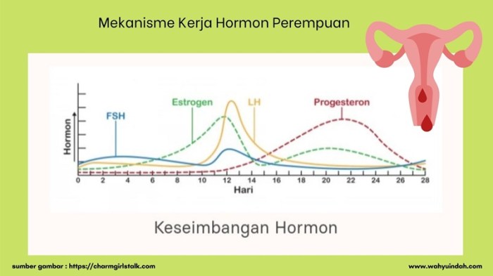 Hormon apa itu jenis fungsi cara mengukur memelihara dan mengatasi gangguannya
