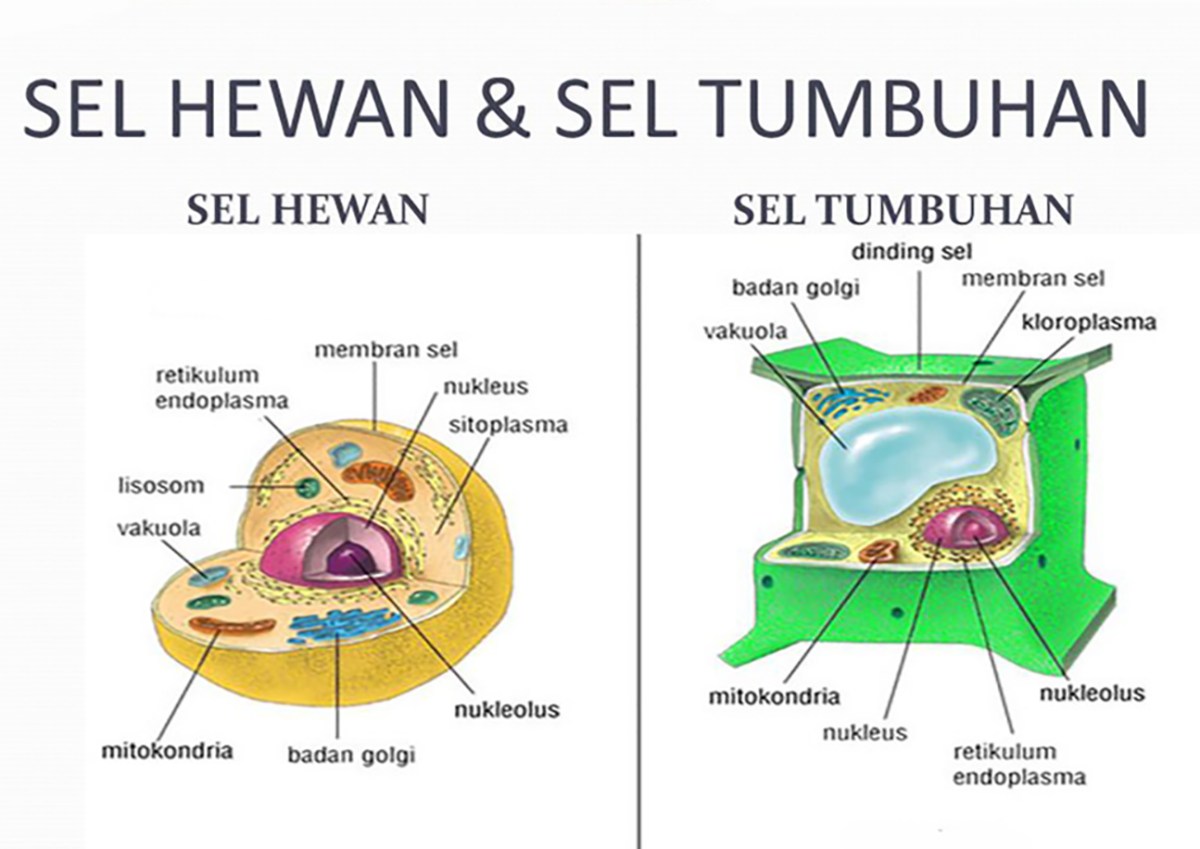 Sketsa gambar hewan dan tumbuhan
