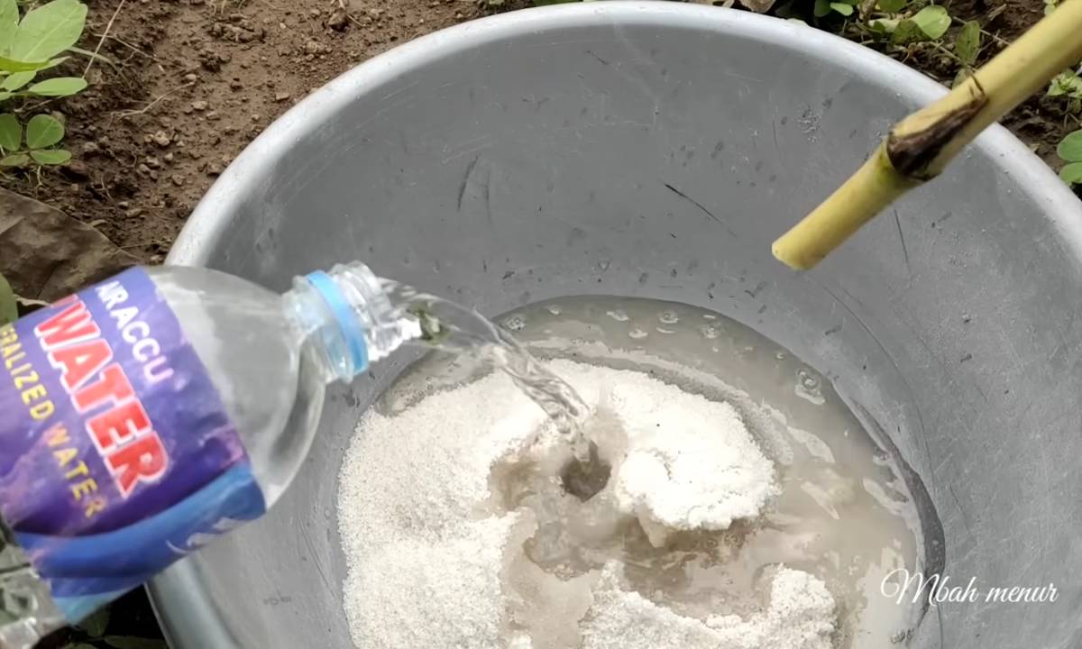 Cara membunuh pohon besar dengan garam