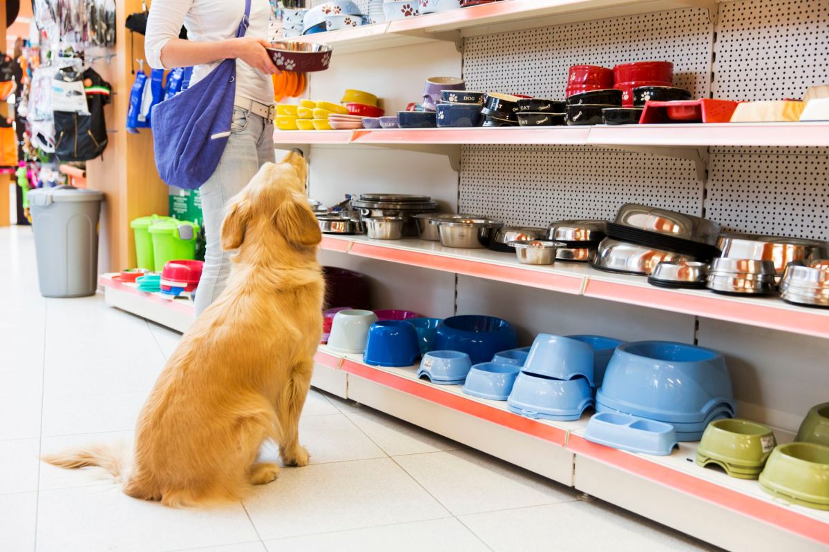 Cara menjadi distributor petshop