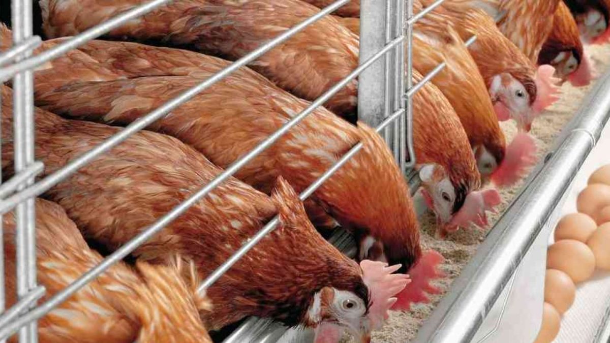 Kebutuhan pakan ayam