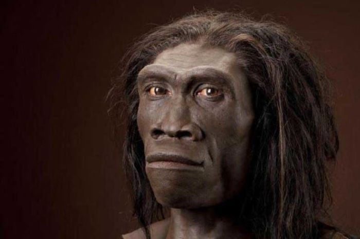 Perdebatan antara pithecantropus dan homo erectus