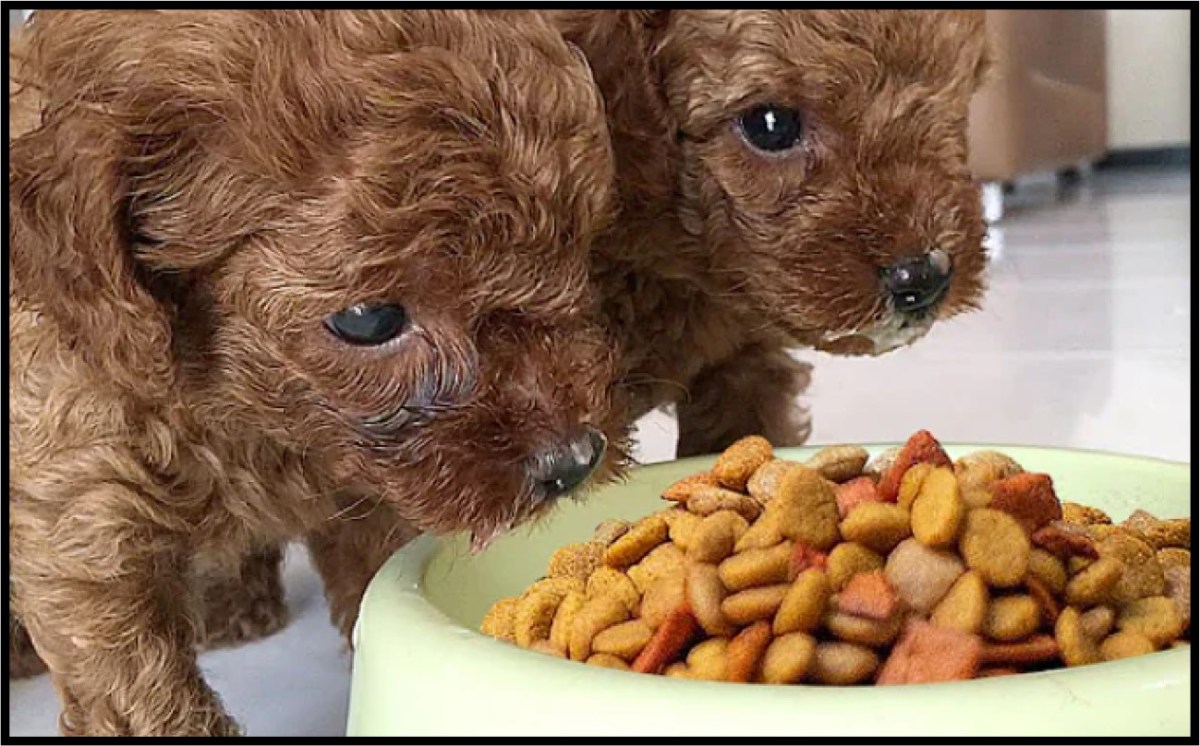 Makanan kesukaan anjing
